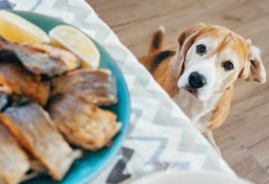 Are Sardines Good For Dogs?