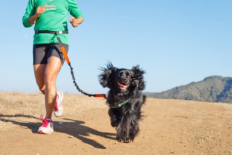 best dog lead for running