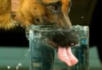 How Much Water Should A Dog Drink Per Day