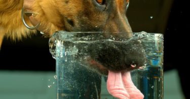 How Much Water Should A Dog Drink Per Day
