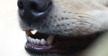 The Mystery Behind Dog Teeth Chattering