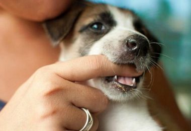 When Do Puppies Stop Biting And Teething?