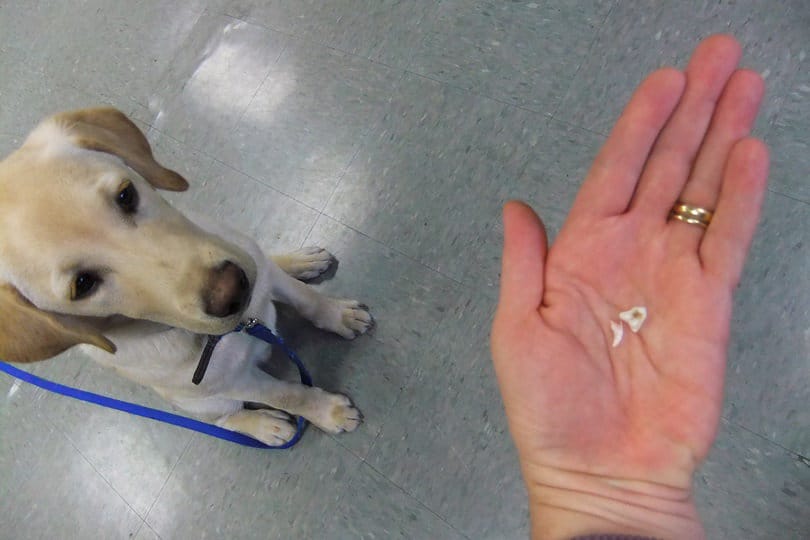 When Do Puppies Stop Biting And Teething? (Learn How To
