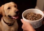 Wet vs. Dry Dog Food What’s the Better Choice for Your Pet?