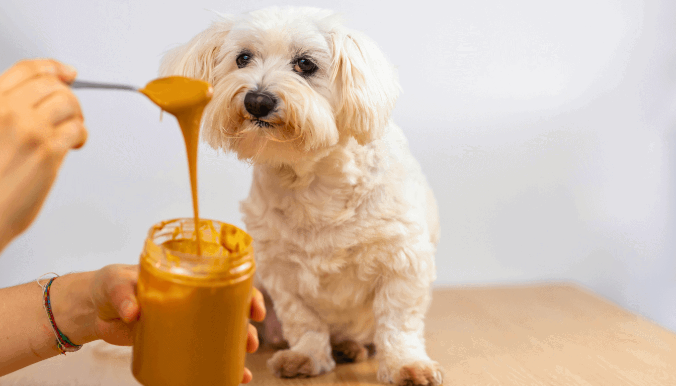 Stunning Can Dogs Have Strawberries With Peanut Butter In Moderation image