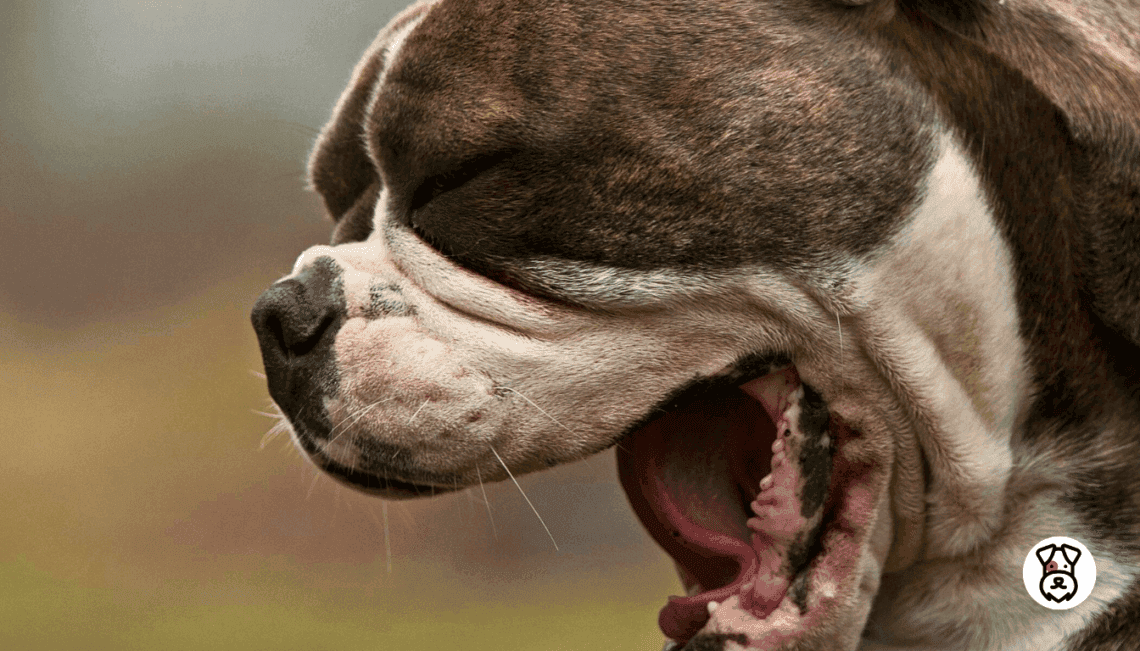 Can Dogs Choke On Snack Bags Reference: What To Do If Your Dog Is Choking On Food