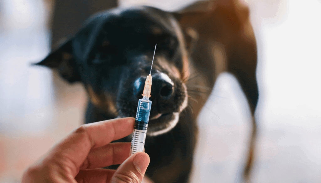 Rabies In Dogs: Symptoms, Causes, & Prevention - DOGGYTASTIC