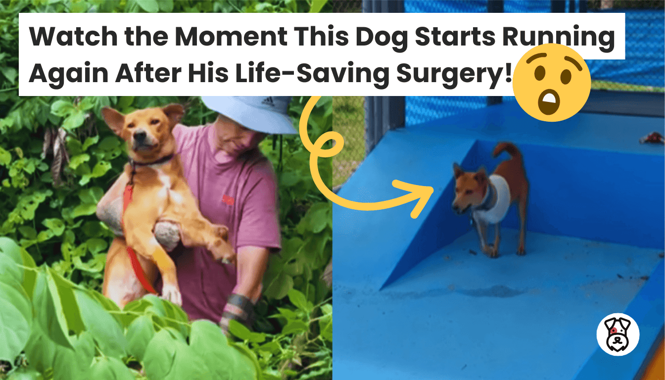Watch the Moment This Dog Starts Running Again After His Life-Saving ...