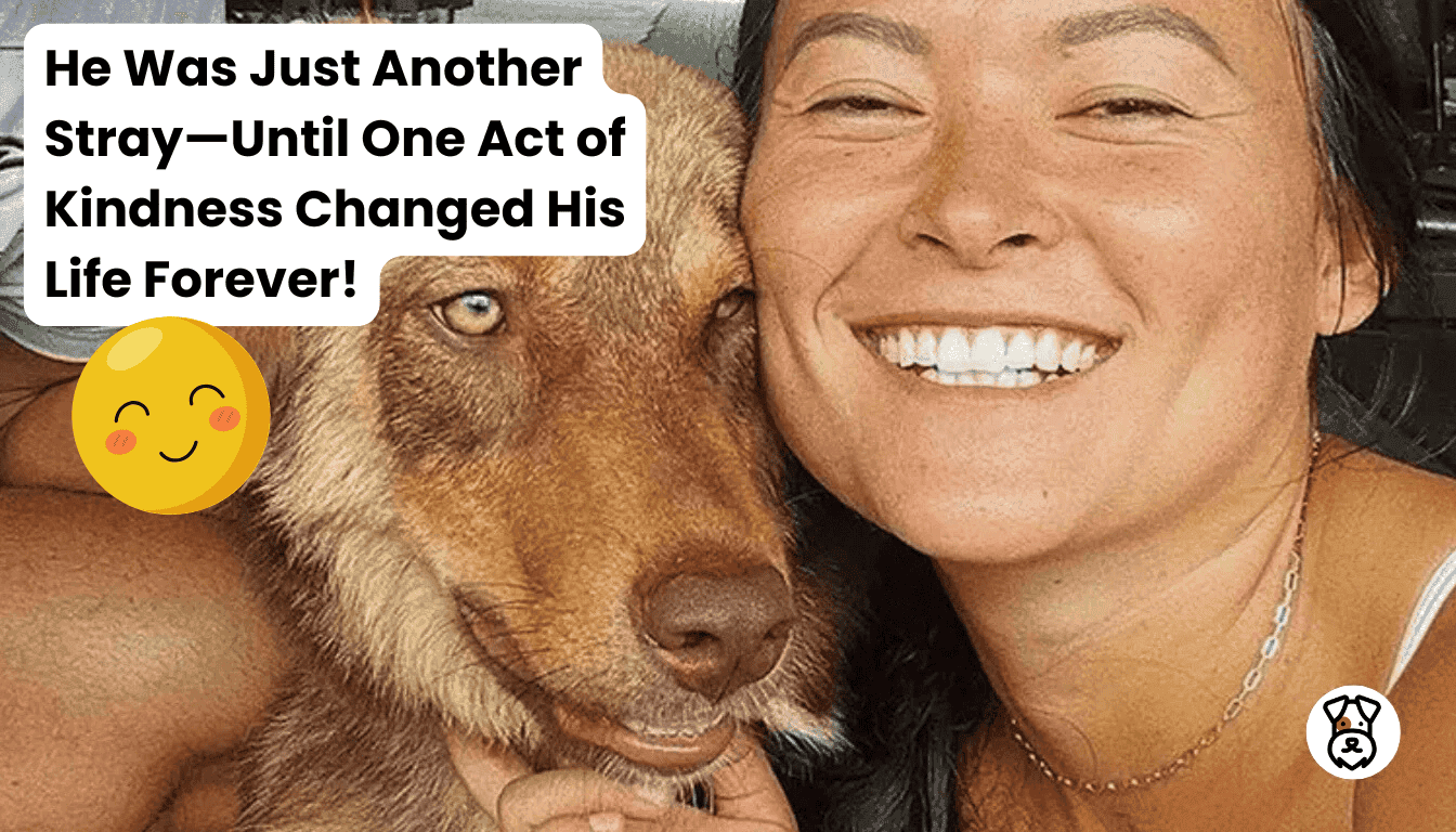 He Was Just Another Stray—Until One Act of Kindness Changed His Life ...