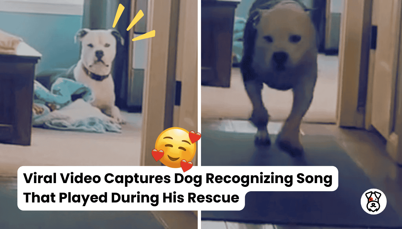 Viral Video Captures Dog Recognizing Song That Played During His Rescue ...