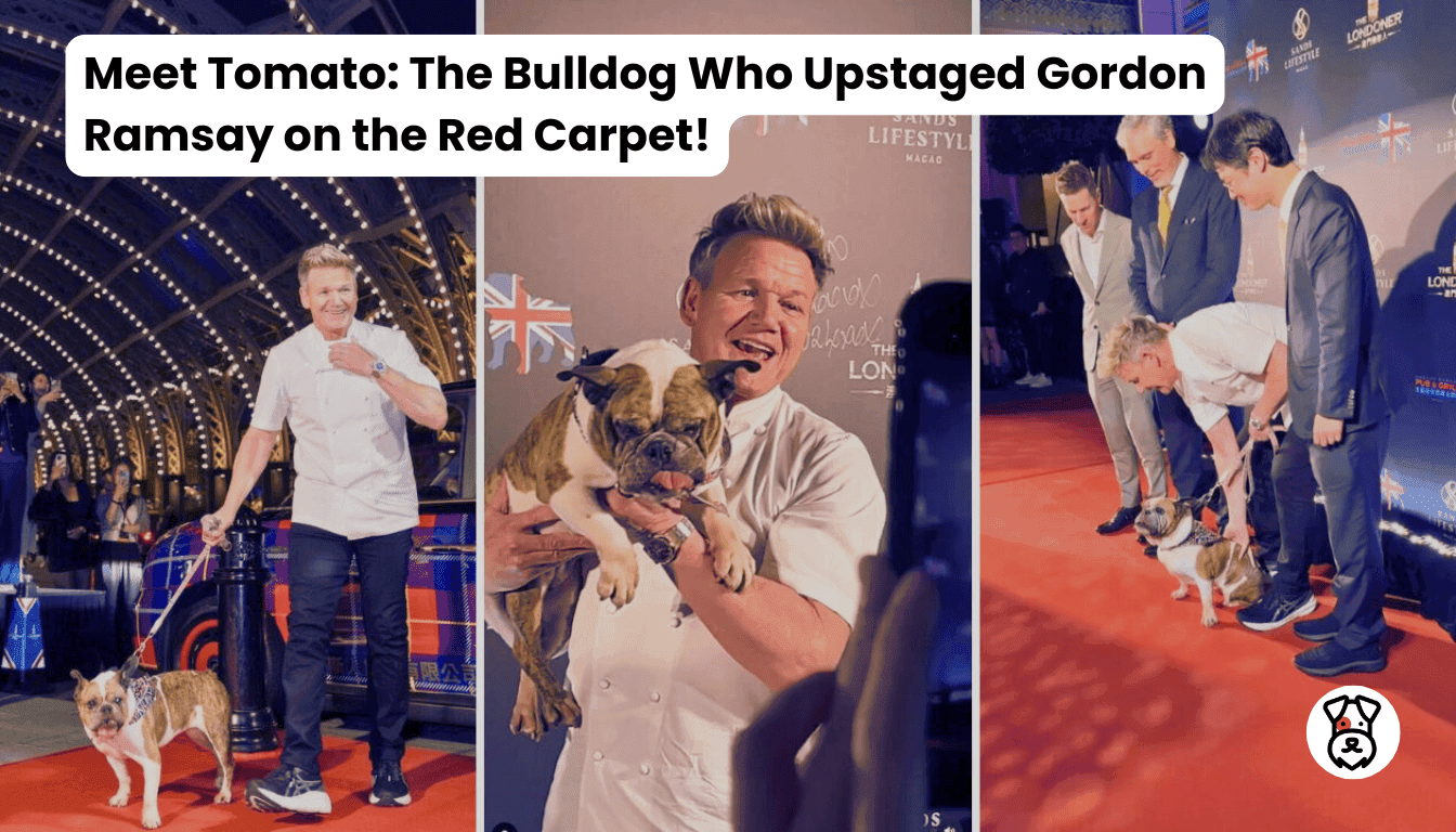 Meet Tomato: The Bulldog Who Upstaged Gordon Ramsay on the Red Carpet ...